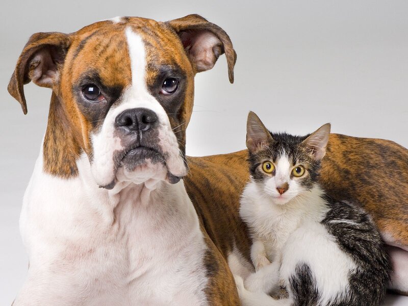 Boxer Dog and Cat