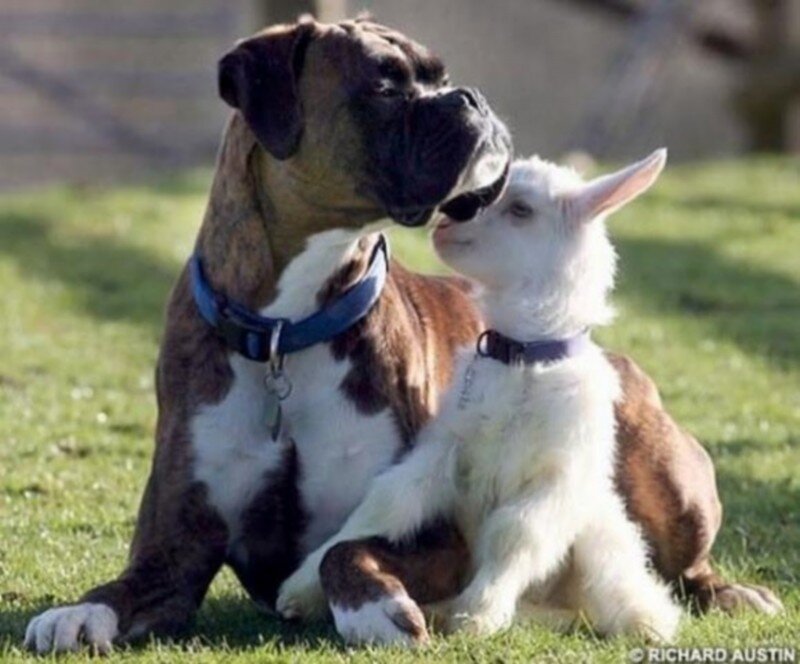 Boxer Dog and Goat — Brown