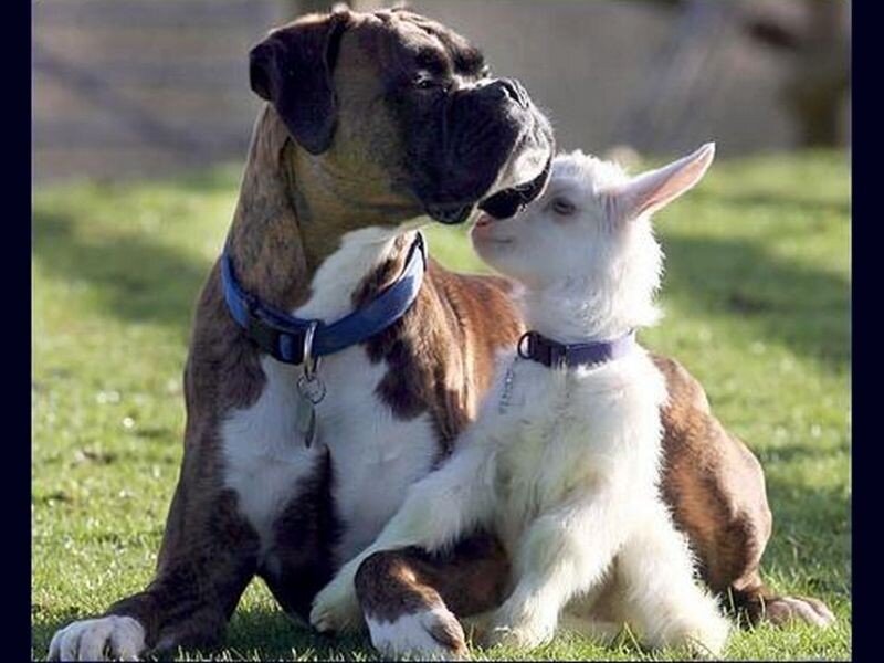 Boxer Dog and Goat