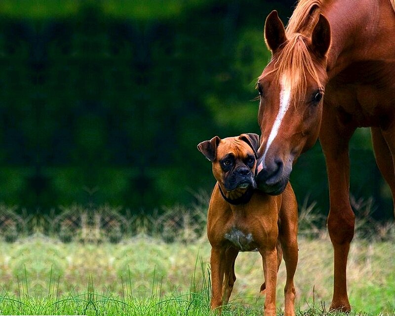 Boxer Dog and Horse