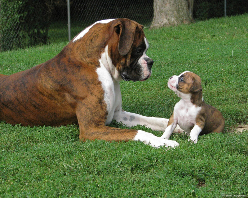 Boxer Dog and Puppy — Green, Calm