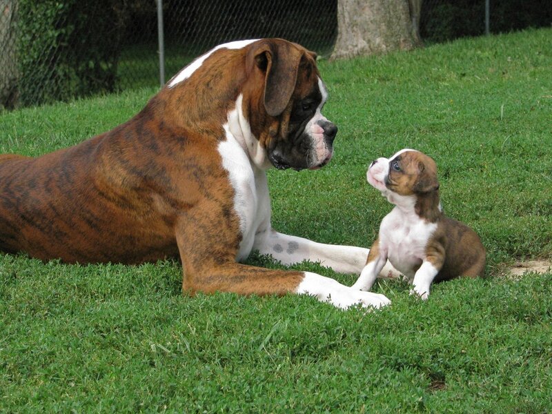 Boxer Dog and Puppy — Green