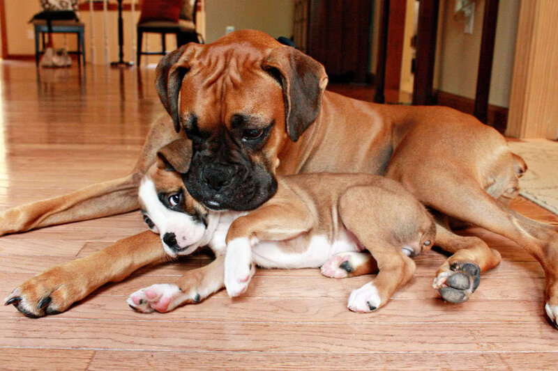 Boxer Dog and Puppy