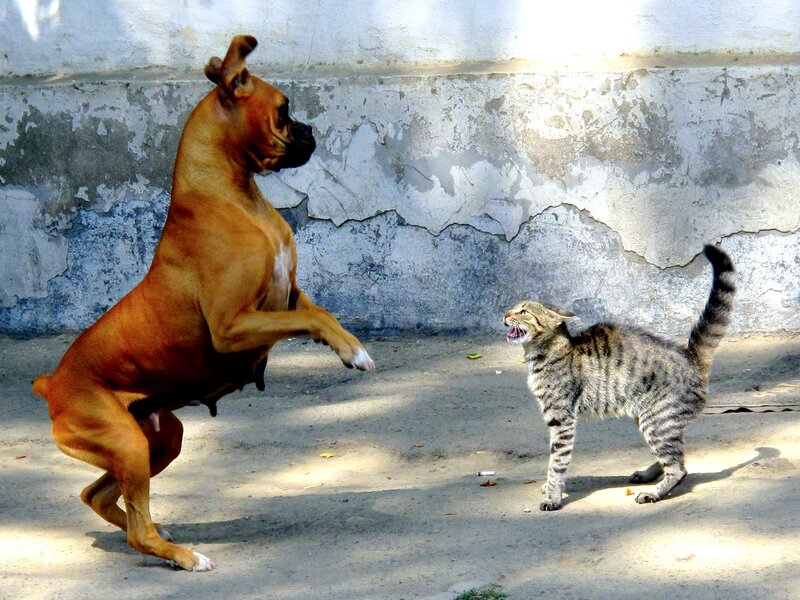 Boxer Dog and Tabby Cat