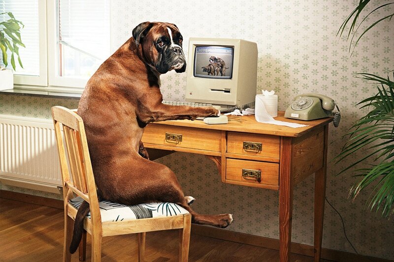 Boxer Dog at Desk — Brown, Humorous