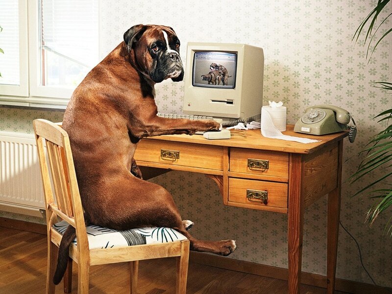 Boxer Dog at Desk