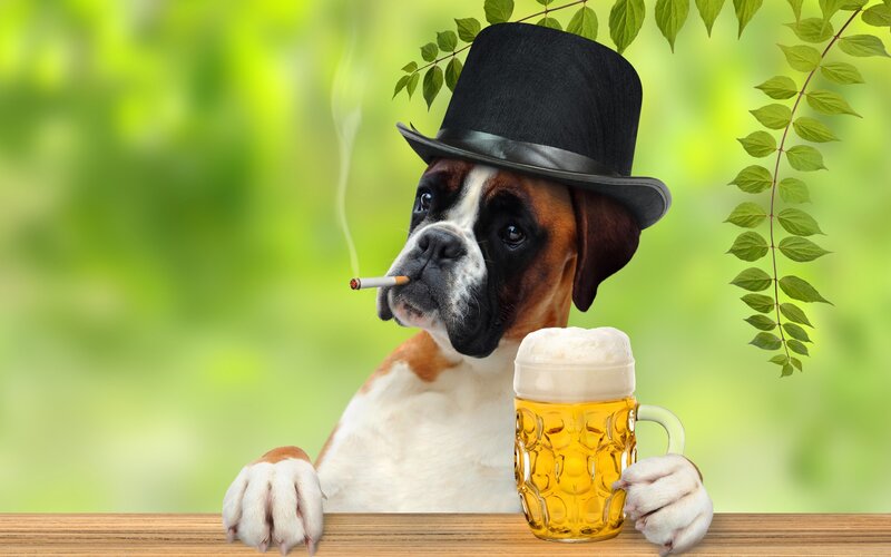 Boxer Dog at Table