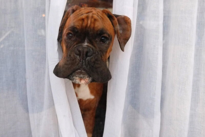 Boxer Dog Behind Curtain