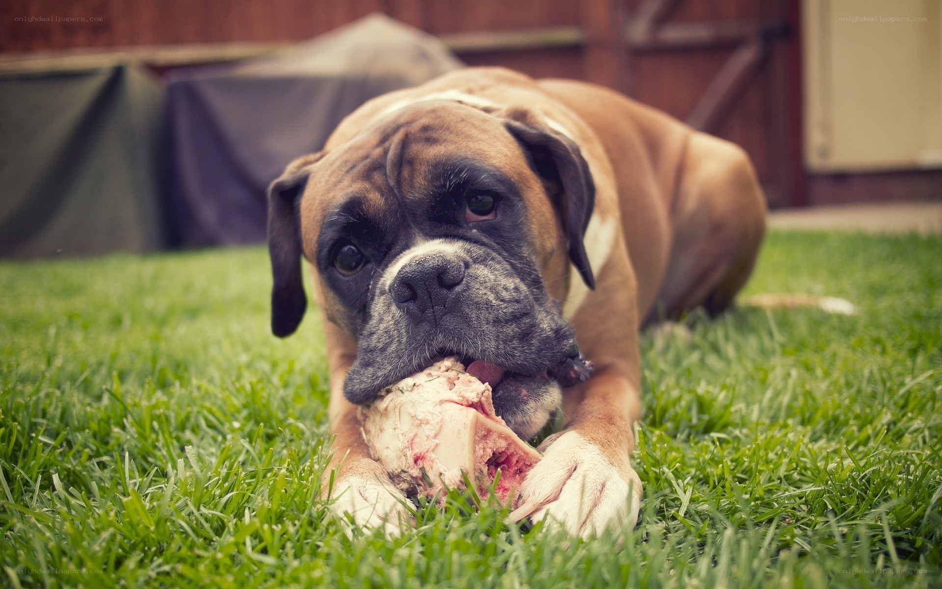 Boxer dog chewing bone