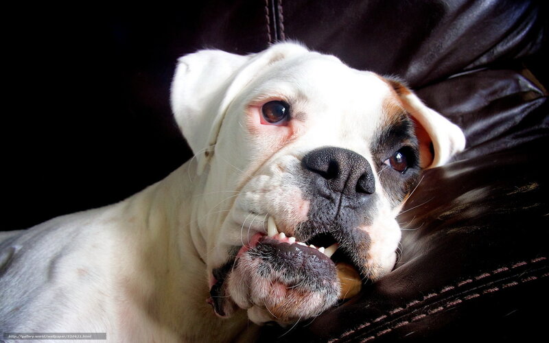 Boxer dog chewing on a bone