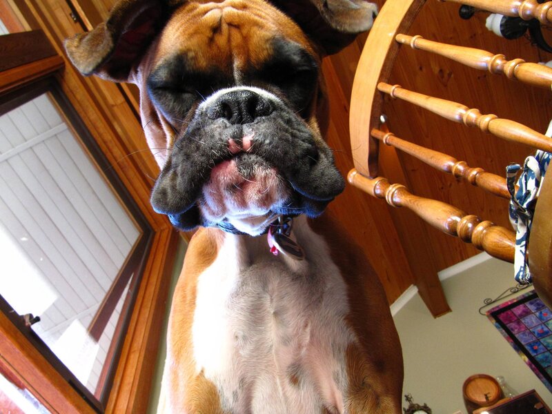 Boxer dog close-up