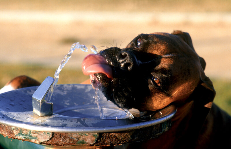 Boxer Dog Drinking Water