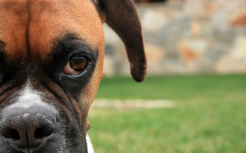 Boxer Dog Face — Brown, Calm, Afternoon
