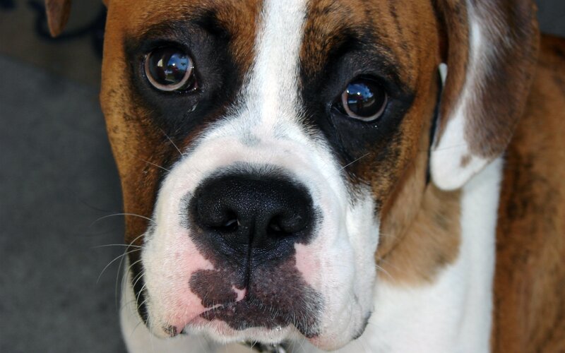 Boxer Dog Face — Brown, Calm