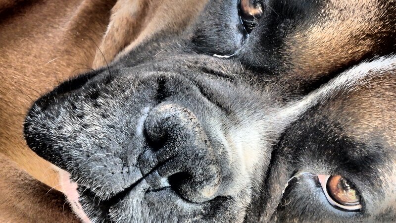 Boxer Dog Face — Brown