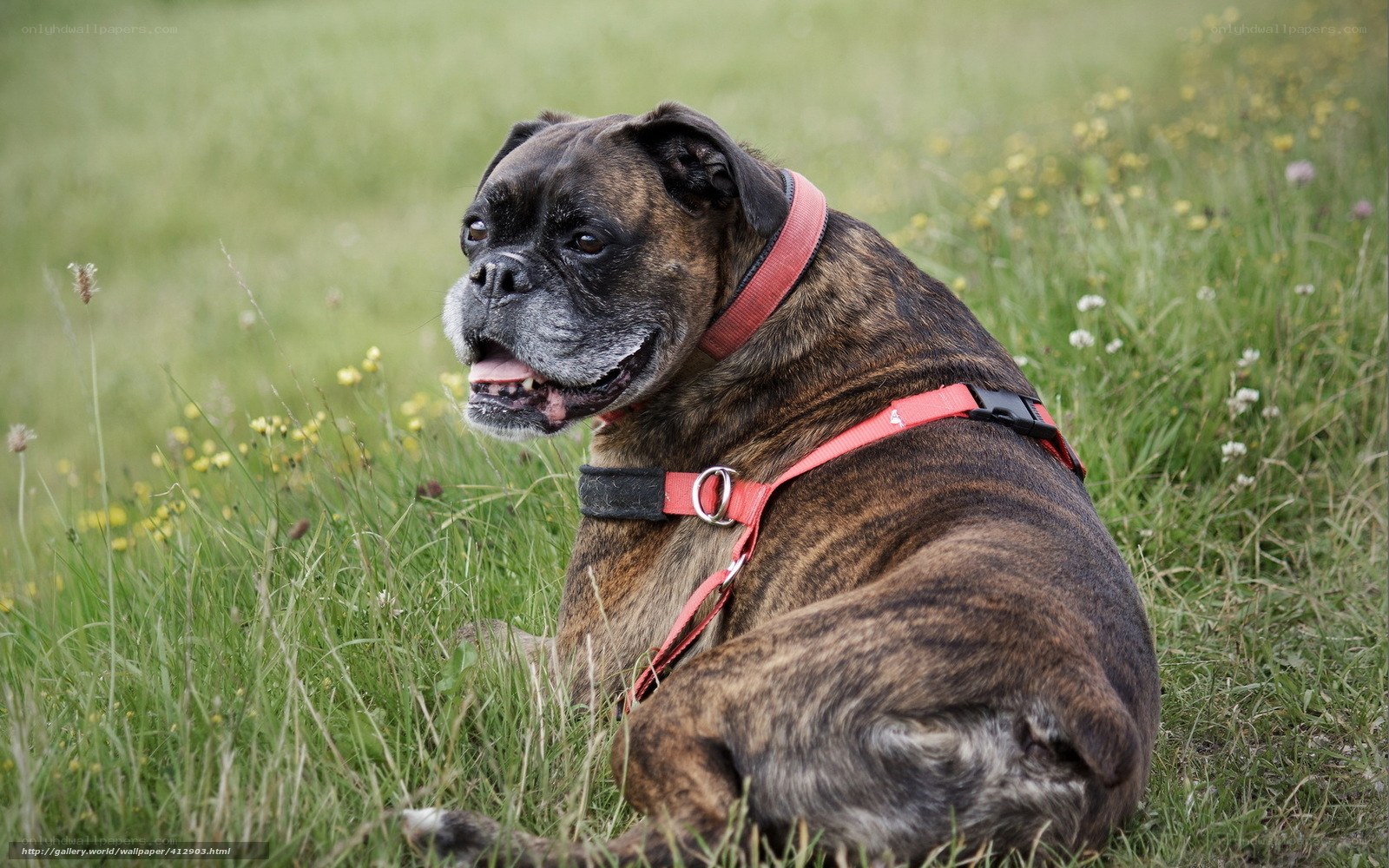 Boxer dog in a field