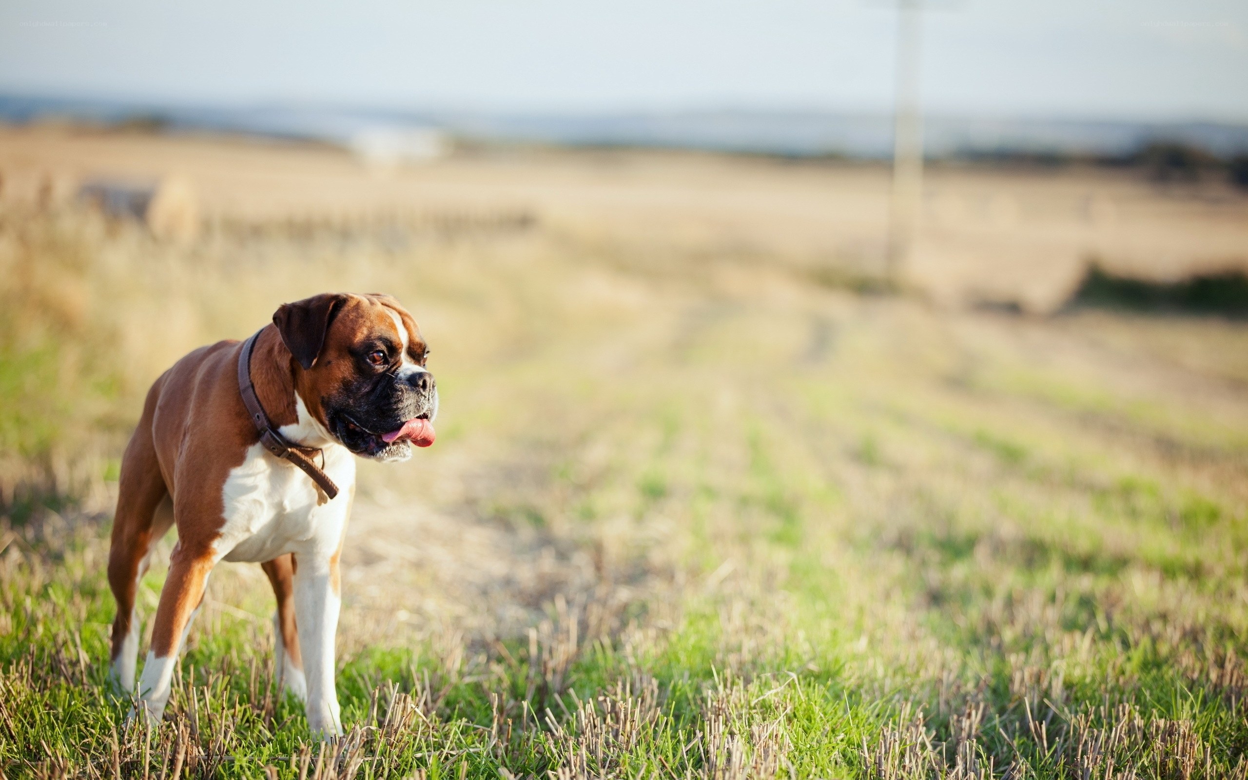 Boxer dog in a field