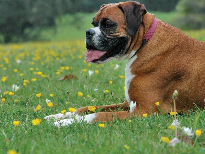 Boxer Dog in Field