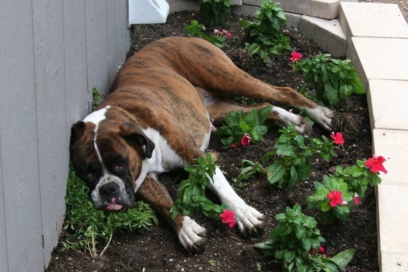 Boxer dog in flower bed