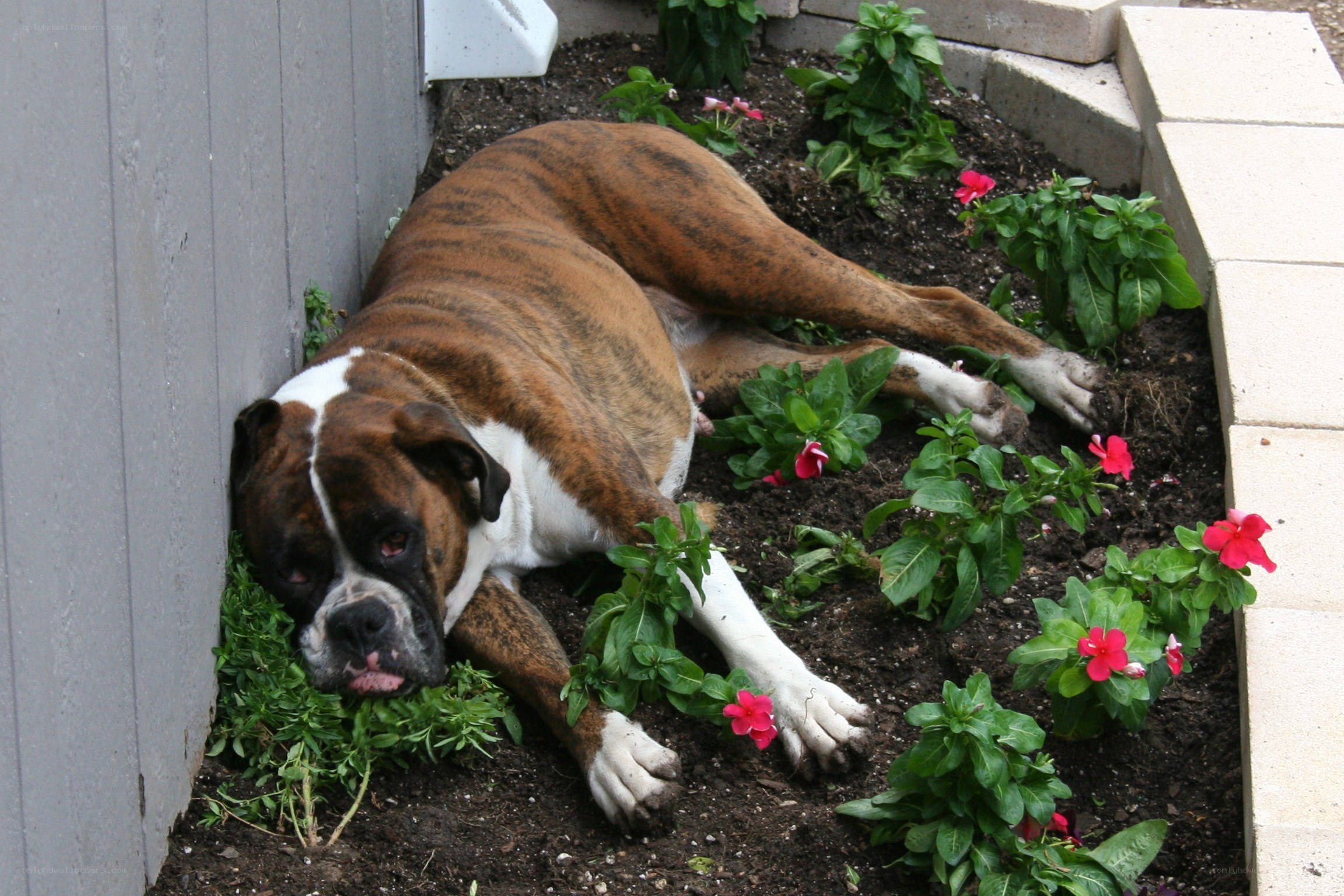 Boxer dog in flower bed