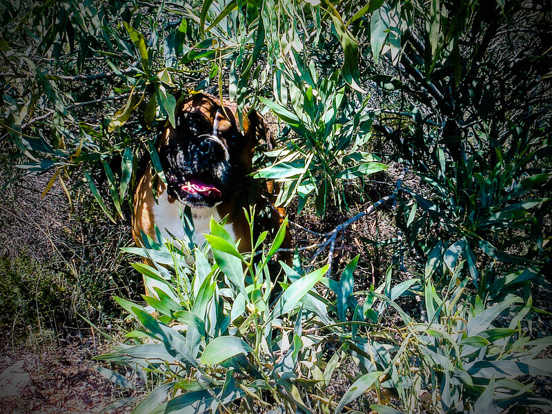 Boxer Dog in Foliage