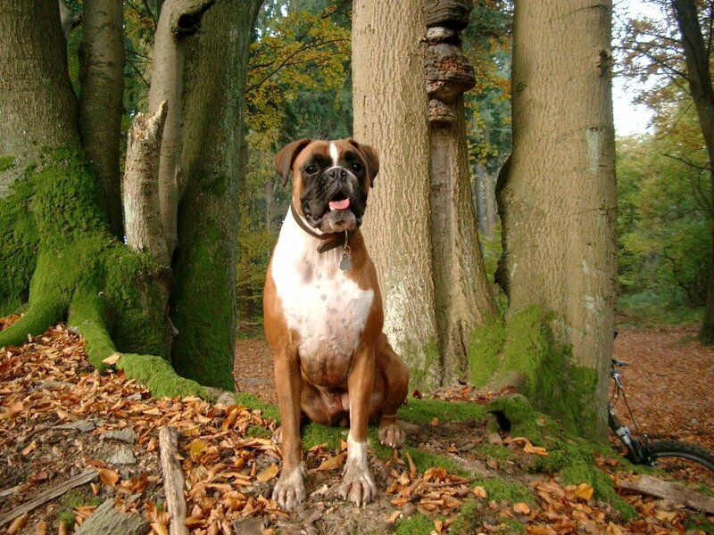 Boxer Dog in Forest