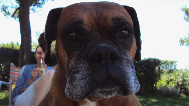 Boxer Dog in Garden