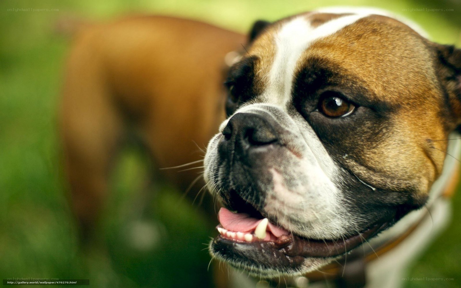 Boxer dog in grass