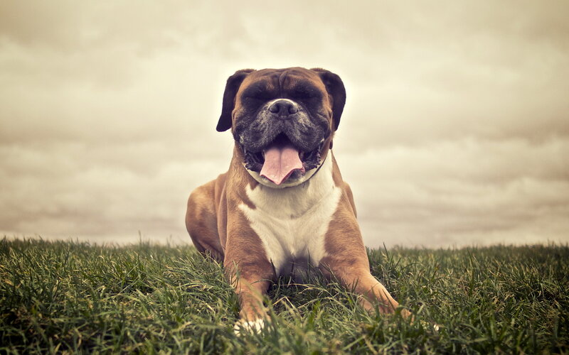 Boxer Dog in Grass — Brown, Calm, Photograph