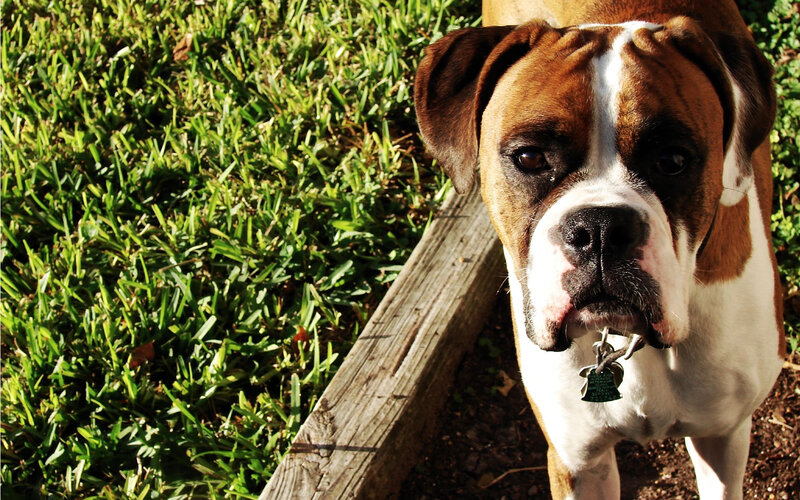 Boxer Dog in Grass — Brown, Calm