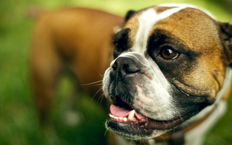 Boxer Dog in Grass — Brown
