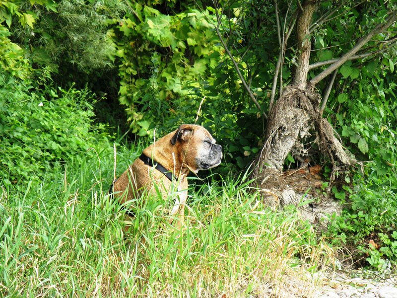 Boxer Dog in Grass — Green