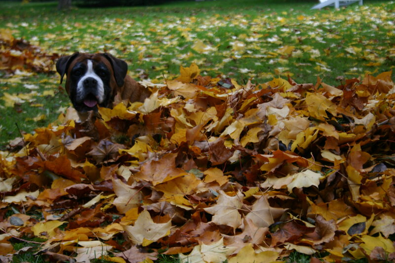 Boxer Dog in Leaves