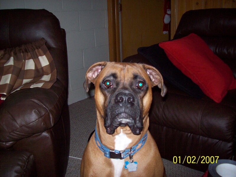 Boxer Dog in Living Room