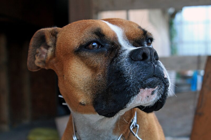 Boxer Dog in Profile — Brown, Calm