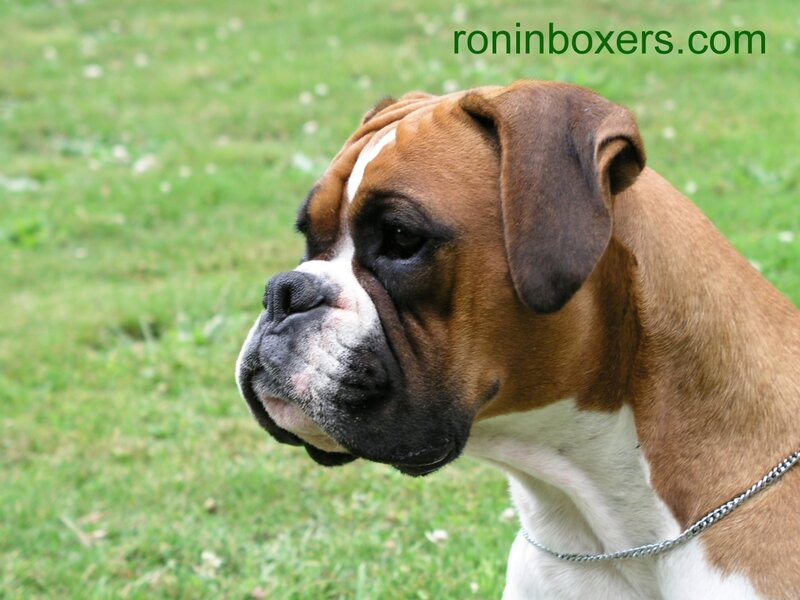 Boxer Dog in Profile