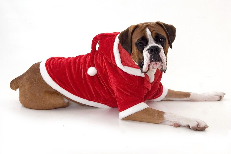 Boxer Dog in Santa Outfit — Red