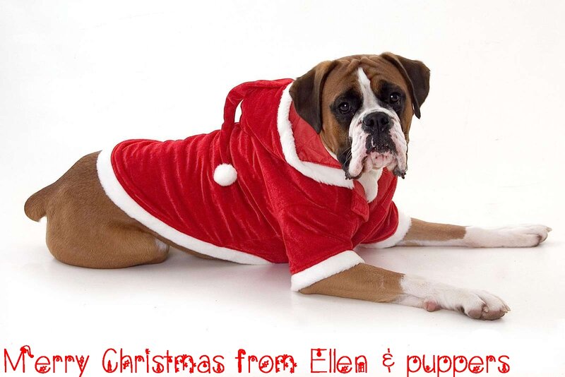 Boxer Dog in Santa Suit
