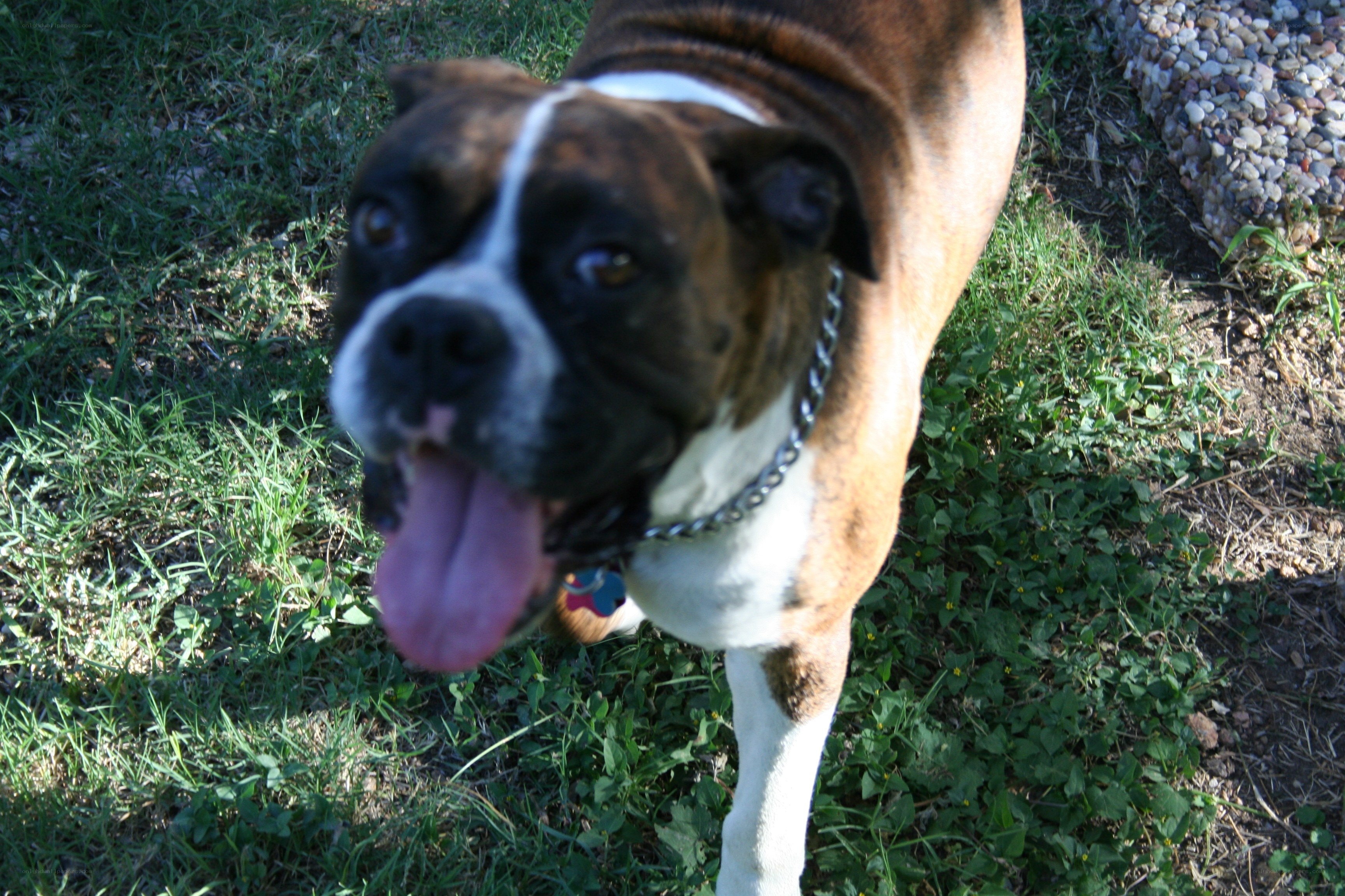 Boxer dog in the grass