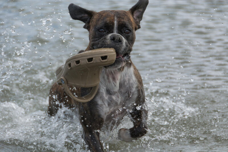 Boxer Dog in Water — Brown