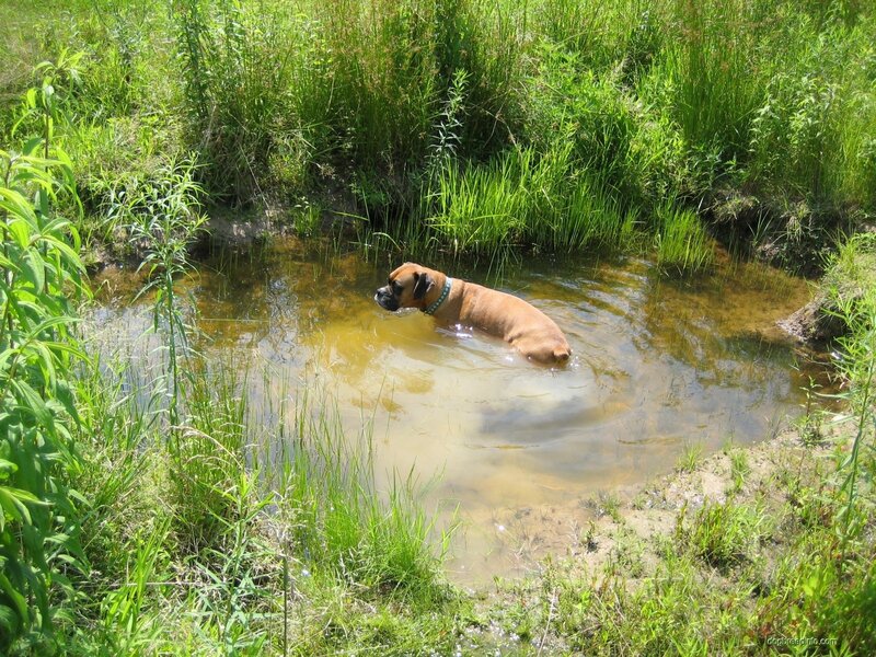 Boxer Dog in Water