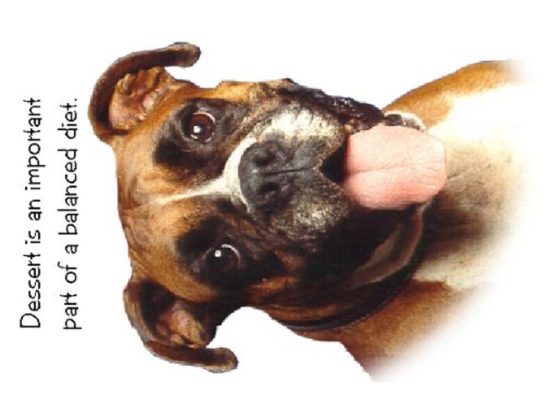 Boxer Dog Licking Nose