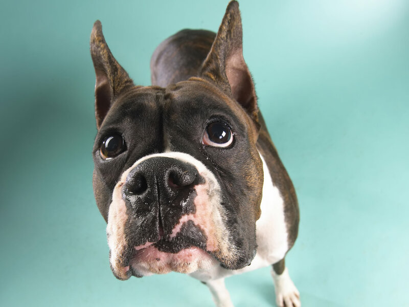 Boxer Dog Looking Up