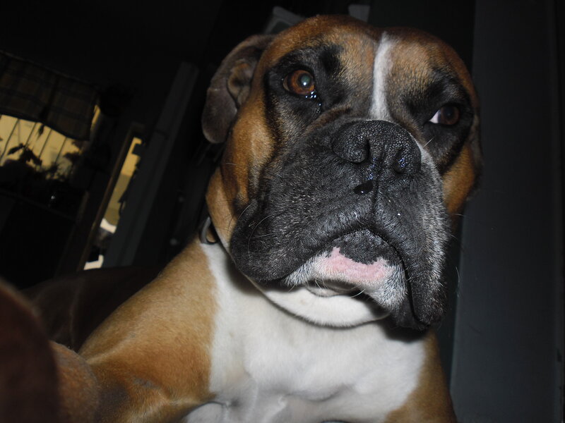 Boxer Dog Lying Down — Brown, Calm, Night