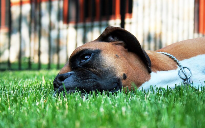 Boxer Dog Lying Down — Green