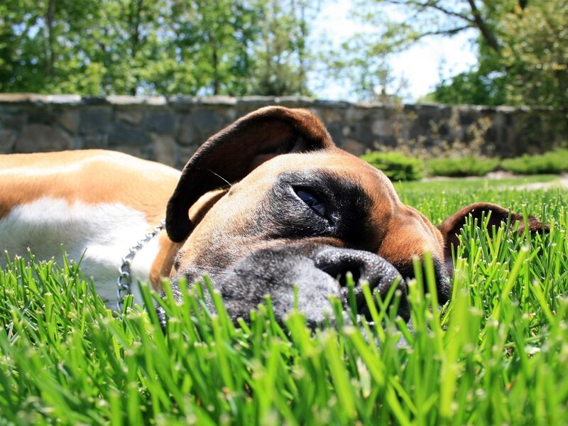 Boxer Dog Lying in Grass — Green, Calm, Afternoon, Photograph, Stone Wall