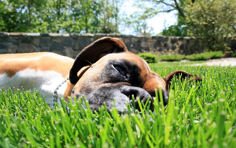 Boxer Dog Lying in Grass — Green, Calm