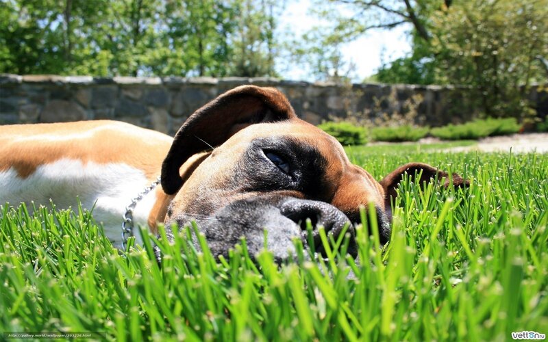 Boxer Dog Lying in Grass — Green
