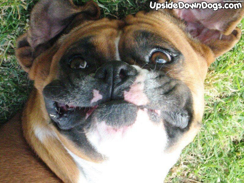 Boxer Dog Lying on Grass