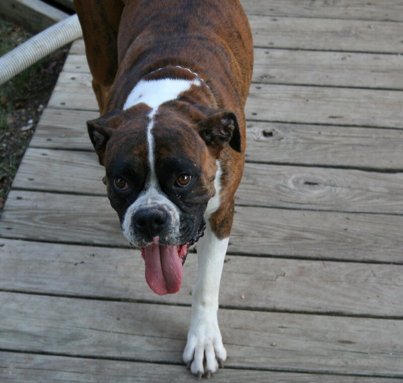 Boxer dog on a deck